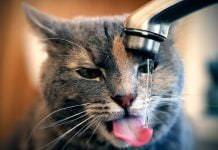 «Павлоградводоканал» намерен поднять тарифы