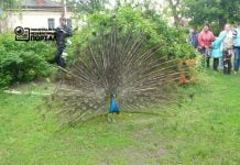 В Станции юннатов утеплят вольеры