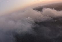 Вблизи Павлограда загорелся хвойный лес (ФОТО)