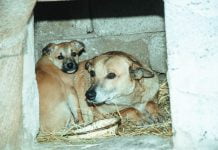 Бездомных животных снова обворовали