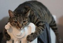 Павлограду могут отключить газ из-за долгов жителей за тепло