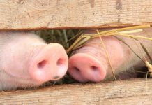 В Павлограде запретили продавать свиней и свинину без документов