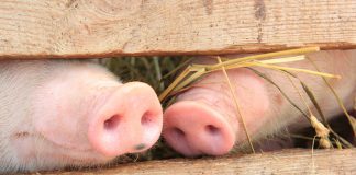 В Павлограде запретили продавать свиней и свинину без документов