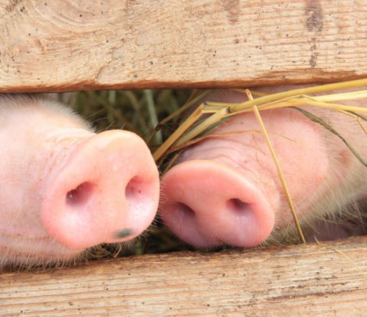 В Павлограде запретили продавать свиней и свинину без документов