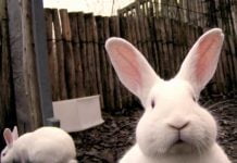 Односельчанин украл у жительницы Богдановки 10 кроликов и утку