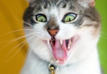 Де у Павлограді можна прищепити тварину від сказу безкоштовно