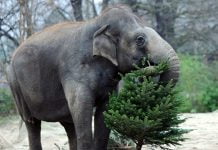 Подари ёлке вторую жизнь!