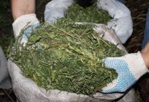 В 2015 году павлоградские правоохранители изъяли почти 24 кг наркотиков