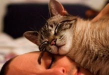 Ученые объяснили, почему коты любят спать на хозяевах