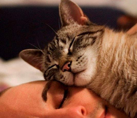 Ученые объяснили, почему коты любят спать на хозяевах