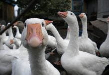 Павлоградец совершил серию краж домашней птицы на Сумщине