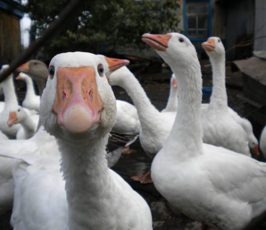 Павлоградец совершил серию краж домашней птицы на Сумщине