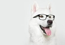 Ученые доказали, что собаки с возрастом становятся… умнее