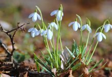 Экологи напоминают: за торговлю подснежниками грозит штраф