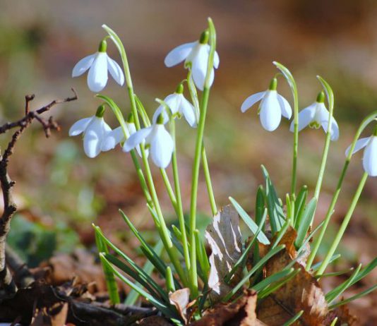 В Павлоград пришла «Студенческая весна»