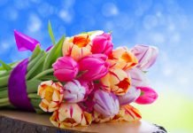 Павлоградцы — вице-чемпионы Европы по акробатическому рок-н-роллу! (ВИДЕО)