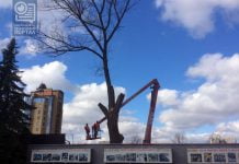 Когда спилят аварийные деревья? (ГРАФИК)