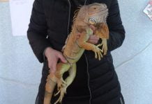 В Станции юных натуралистов появился новый житель