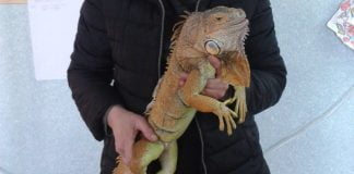 В Станции юных натуралистов появился новый житель