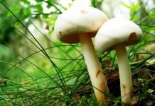 Павлоградец поел грибов и оказался в реанимации