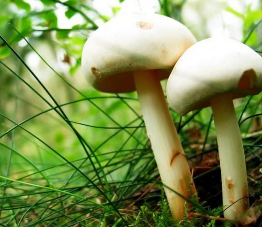 В Павлограде человек отравился маринованными грибами — Госпродпотребслужба