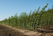 Решить проблему задымленности предлагают с помощью энергетических деревьев