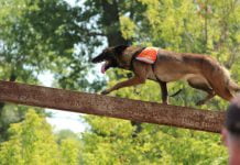 Павлоград принимал национальные кинологические соревнования при аномальной жаре (ФОТОРЕПОРТАЖ)