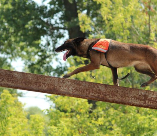 Павлоград принимал национальные кинологические соревнования при аномальной жаре (ФОТОРЕПОРТАЖ)