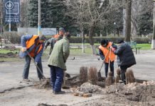 В Павлограде высадили более 40 новых деревьев