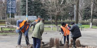 В Павлограде высадили более 40 новых деревьев