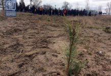 На территории Павлоградского «водозабора» активисты высадили 1400 сосен (ФОТО и ВИДЕО)