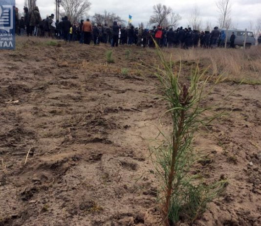 На территории Павлоградского «водозабора» активисты высадили 1400 сосен (ФОТО и ВИДЕО)