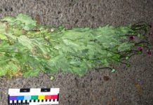 У терновчанина в машине нашли два мешка с кустами мака (ФОТО)