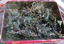 Полиция обнаружила у жителя Павлограда марихуаны на 80 тыс. гривен