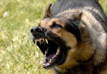 В Павлограде пенсионеров покусали собака и змея