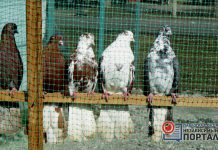 В Павлоград привезли голубей из более чем 10 городов и сёл Украины (ФОТОРЕПОРТАЖ)