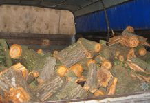 Полицейские пресекли вырубку деревьев в лесополосе (ФОТО)