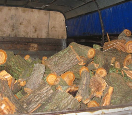 Полицейские пресекли вырубку деревьев в лесополосе (ФОТО)