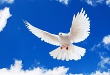 В Павлограде пройдёт флешмоб «Голубь мира»