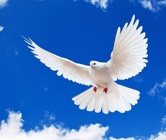 В Павлограде пройдёт флешмоб «Голубь мира»