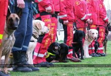 В Павлограде проходят Национальные соревнования собак-спасателей