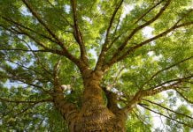 В Павлограде прошла акция «Зелёный город» (ФОТО и ВИДЕО)