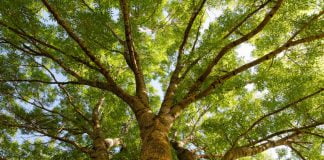 Павлоградские деревья нуждаются в … паспортах