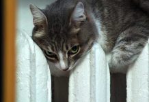 Павлоградцы накопили рекордные долги за отопление