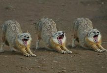 На Павлоградщине людей кусают собаки, кошки, еноты, лисы и даже волки