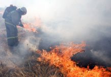На Павлоградщине спасатели не дали огню сжечь пшеничное поле и лесной массив