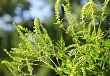 Бессмертие или аллергия? В Павлограде цветет амброзия