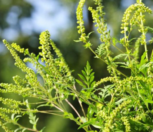 Бессмертие или аллергия? В Павлограде цветет амброзия