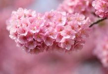 В Павлограде появится аллея сакур