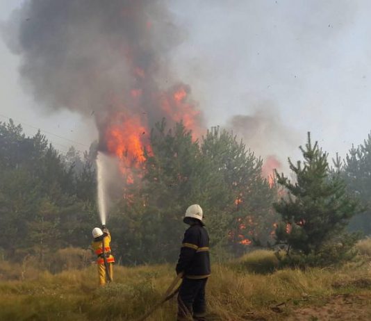 Жительницу Першотравенска судят за то, что подожгла 200 га леса